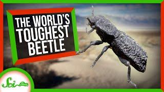 The Engineering Secrets of the World's Toughest Beetle