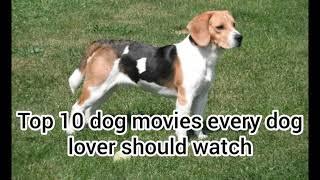 Top 10 dog movies every dog lover should watch l Animal information