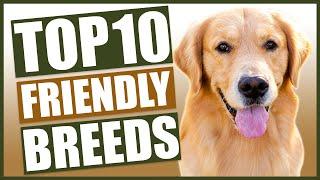 TOP 10 FRIENDLY DOG BREEDS!