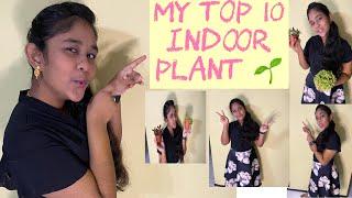 My TOP 10 Indoor Plant