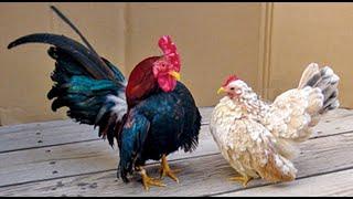 Top 10 Questions About Chickens Answered!