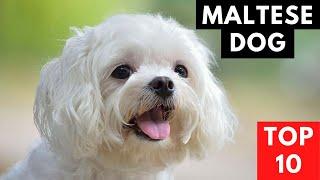 MALTESE DOG - Top 10 FACTS About A Maltese