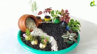 Table top plants Decoration/indoor plants/creative gardening idea for small space/ORGANIC GARDEN