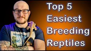 Top 5 EASIEST Reptiles To Breed | But You Probably Shouldn't...