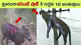 Top 10 animals sad stories  | Bmc Facts | Telugu