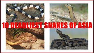 TOP 10 MOST DANGEROUS VENOMOUS SNAKES IN ASIA !