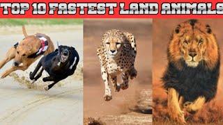 Top 10 fastest land animals in the word ||2020||top10king||