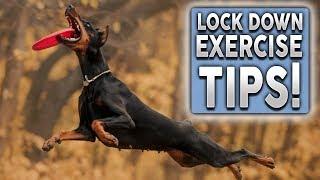 TOP 5 TIPS To EXERCISE Your Dog During Lock Down!