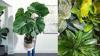 My Gigantic Philodendron Collection | 22 Species, Great and Small!