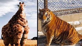 5 जानवर जो मोटापे के शिकार हो गए। Top 5 Fattest Animals Ever Seen.