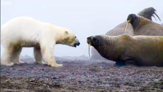 The Planet Earth Collection - Part 1 | Top 5 | BBC Earth