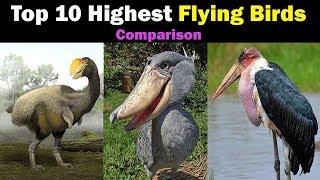 Top 10 Highest Flying Birds in the world - Data is Beautiful