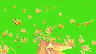 Failling flowers green screen effects | failling flowers animation | failling background.vol-2