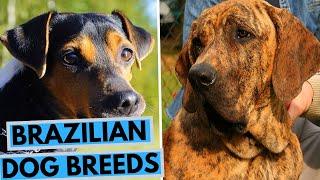 TOP 10 Brazilian Dog Breeds List