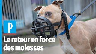 Chiens : le retour en force des molosses