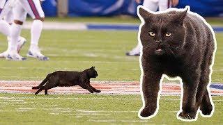 Cat on the Field Scores 50-Yd TD Run! 