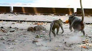 Mom Bertha Cry scare lose Mango, Mom Bertha Try escape from spoil Monkey.