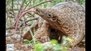 10 amazing creatures you will never believe