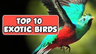 Top 10 Most Exotic And Beautiful Birds You Need To See!