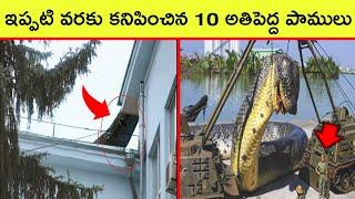 Top 10 Biggest Snakes In the World | BMC facts | Telugu