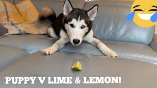 Husky Puppies Funniest Reaction To Lemon & Lime! [WITH CAPTIONS!] [BEST REACTION EVER!]