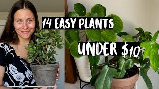 14 Cute Houseplants for $10 or less! | Inexpensive Easy Houseplants!