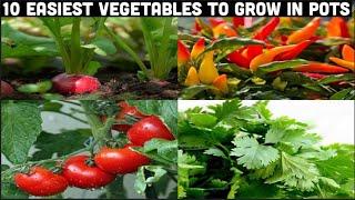 Top 10 Easy To Grow Vegetables For Beginners | Seeds to Harvest | Spice Kitchen
