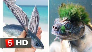 10 Most Unusual Animals in the World