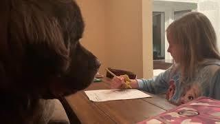 Newfoundland adorably waits for his best friend to finish homework