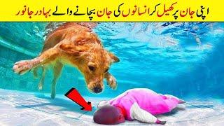 Apni Jaan Pr Khail Kr Insaano Ki Jaan Bchany Waly Bhadur Janwar | HERO PETS WHO SAVE HUMAN LIFE