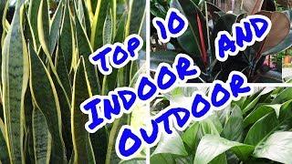 Top 10 Indoor  and  Outdoor Plants @ Galiff Street Kolkata# Big Plant Market in India