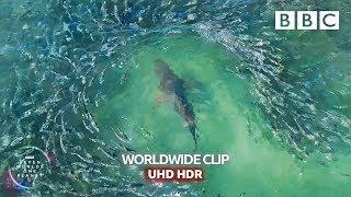 Shark devours on a wall of Mullets  - Seven Worlds, One Planet | BBC Earth