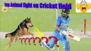 Top 10 Animal Attacks on Cricket field ever !! Funny Compilations  !! INDIAN SPORTS FLAVOUR !!_HD