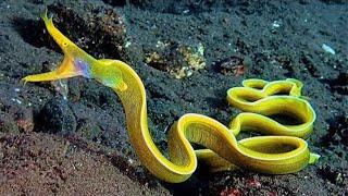 Top 10 weirdest ocean creatures