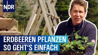 Erdbeeren pflanzen und andere Gartentricks | Rasch durch den Garten | NDR