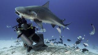 When Bull Sharks Attack