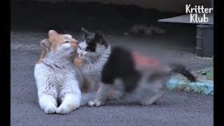 Cat Became A Mother To A Severely Wounded Kitten Who Lost His Mom | Animal in Crisis EP107