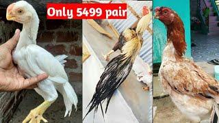 Top Quality Parrot beak chicks information and Short beak long tail pair | offer || Salam World