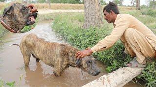 Top Quality Pakistani Bully Dog In Zero Line Border Village | Bully Kutta For Sale