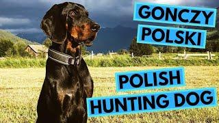 Gończy Polski - TOP 10 Interesting Facts - Polish Hunting Dog