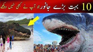 Watch Top 10 biggest animals  in the world must watch  - Ali Raza tv