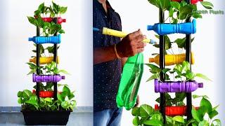 Money plant Growing in Your Living Room | Money plant Indoor Garden Decoration Idea//GREEN PLANTS