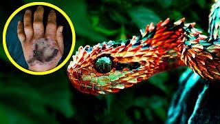 11 Most AMAZING Snakes In The World!