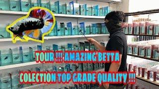 TTOUR !!! AMAZING BETTA TOP COLECTION  GRADE QUALITY AA++