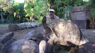 Giant Tortoises from Jurassic Park!