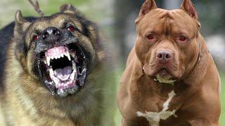 TOP 10 DANGEROUS DOGS IN THE WORLD