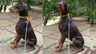 Doberman, German shepherd, bully kutta, American bully for sale