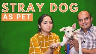 Stray Dog Indian Breed As Pet || True Dog Lover || Dog Rescue || Baadal Bhandaari || DYFF