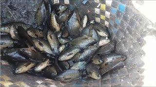 Cast Net Fishing In Mud water | Treditional Mudwater Fishing | Telugu Street Food Vijayawada