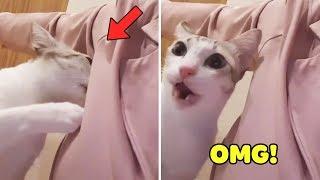 Top 100 Dogs And Cats Reaction When They Smell Strange 